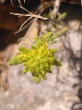 Teucrium aureum Schreb.的圖片