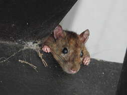 Image of Oriental House Rat