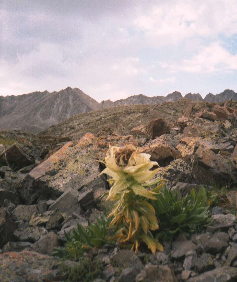 Image de Saussurea orgaadayi V. M. Khanminchun & I. M. Krasnoborov