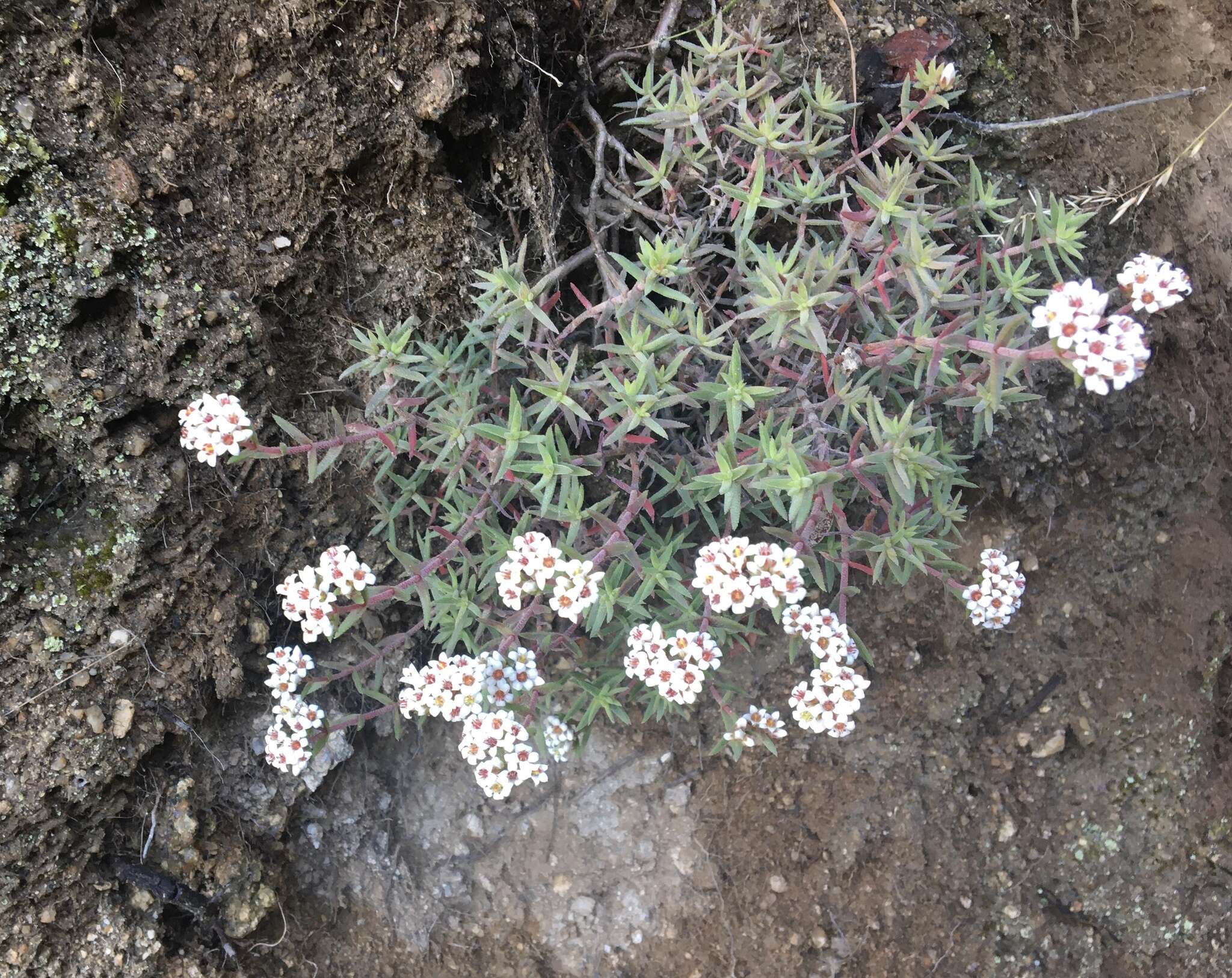 Image of Crassula pruinosa L.