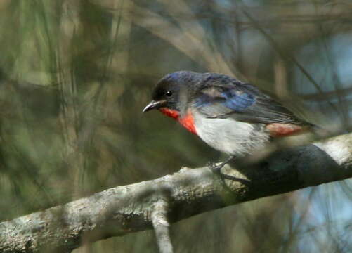 Image of Mistletoebird