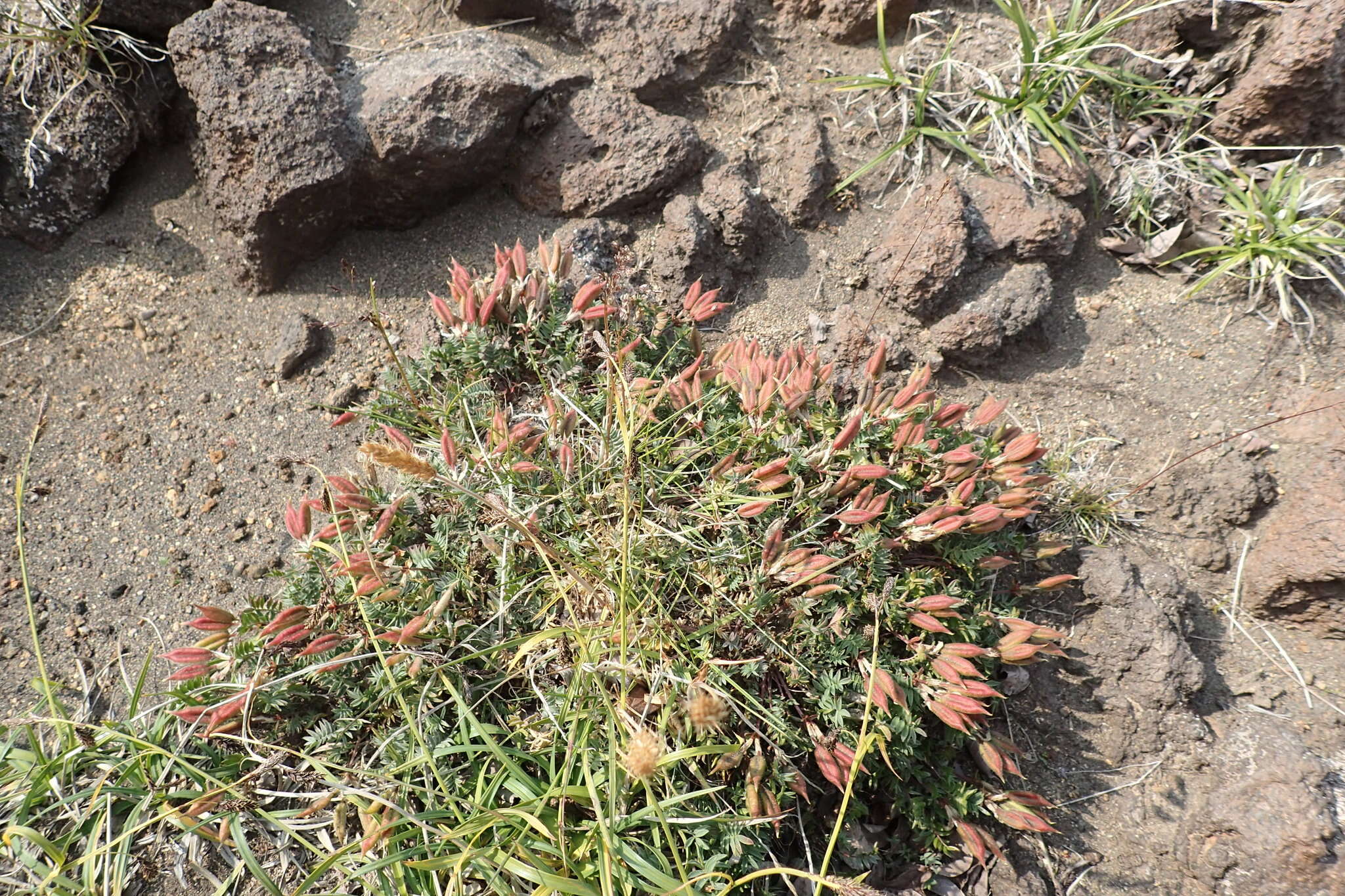 Image de Oxytropis revoluta Ledeb.