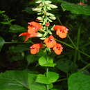 Image of Salvia subrotunda A. St.-Hil. ex Benth.