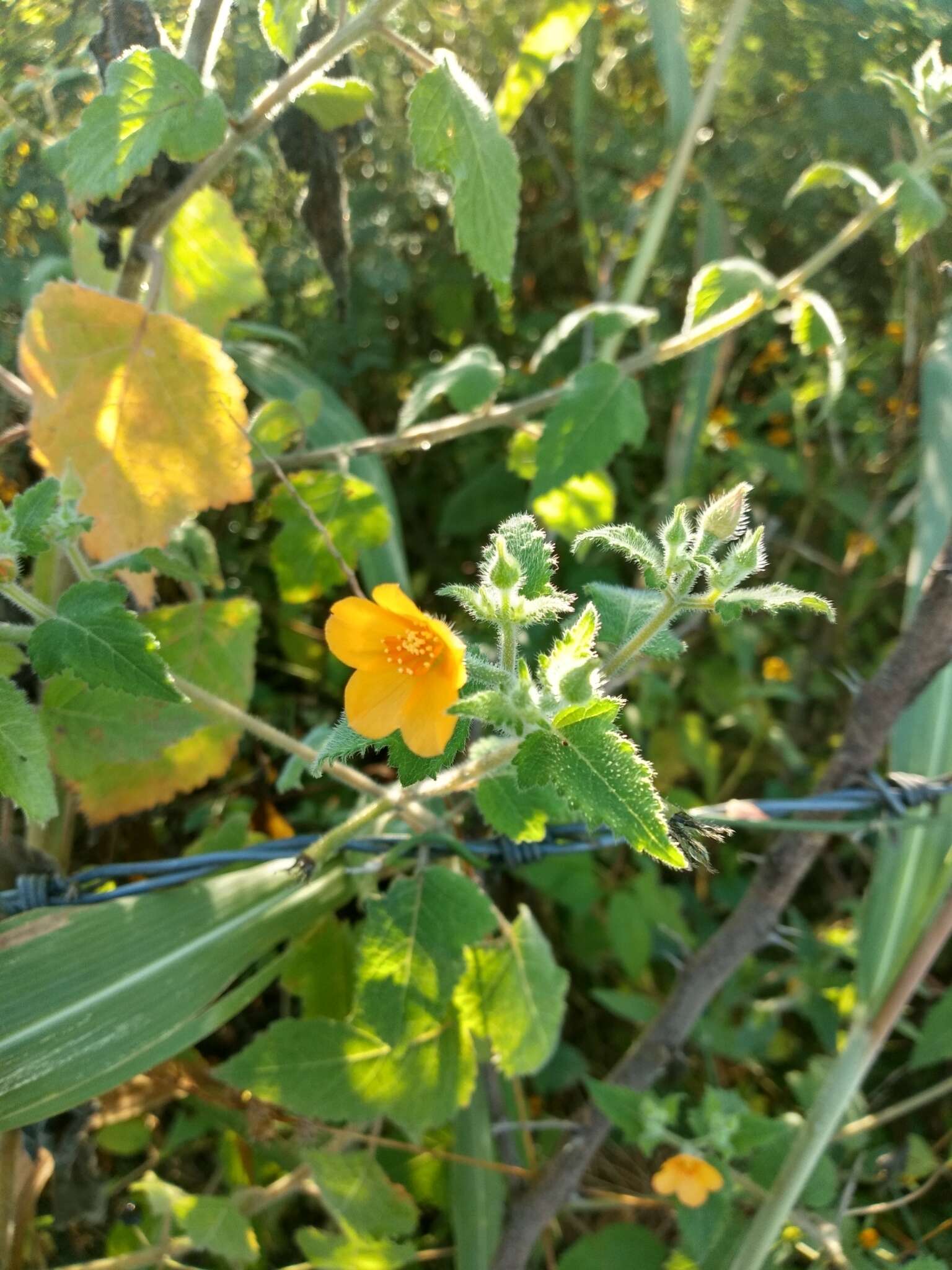 Image of tropical blazingstar