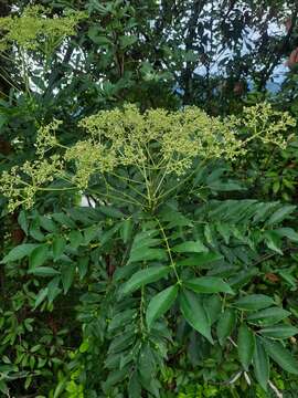 Image of Zanthoxylum avicennae (Lam.) DC.