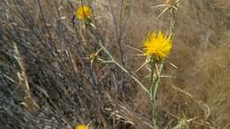 Image of yellow star-thistle