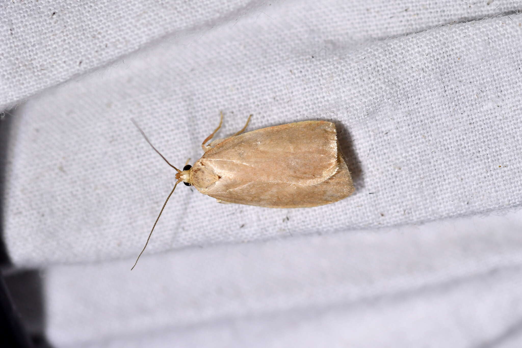 Image of Mountain Beech Flat Moth