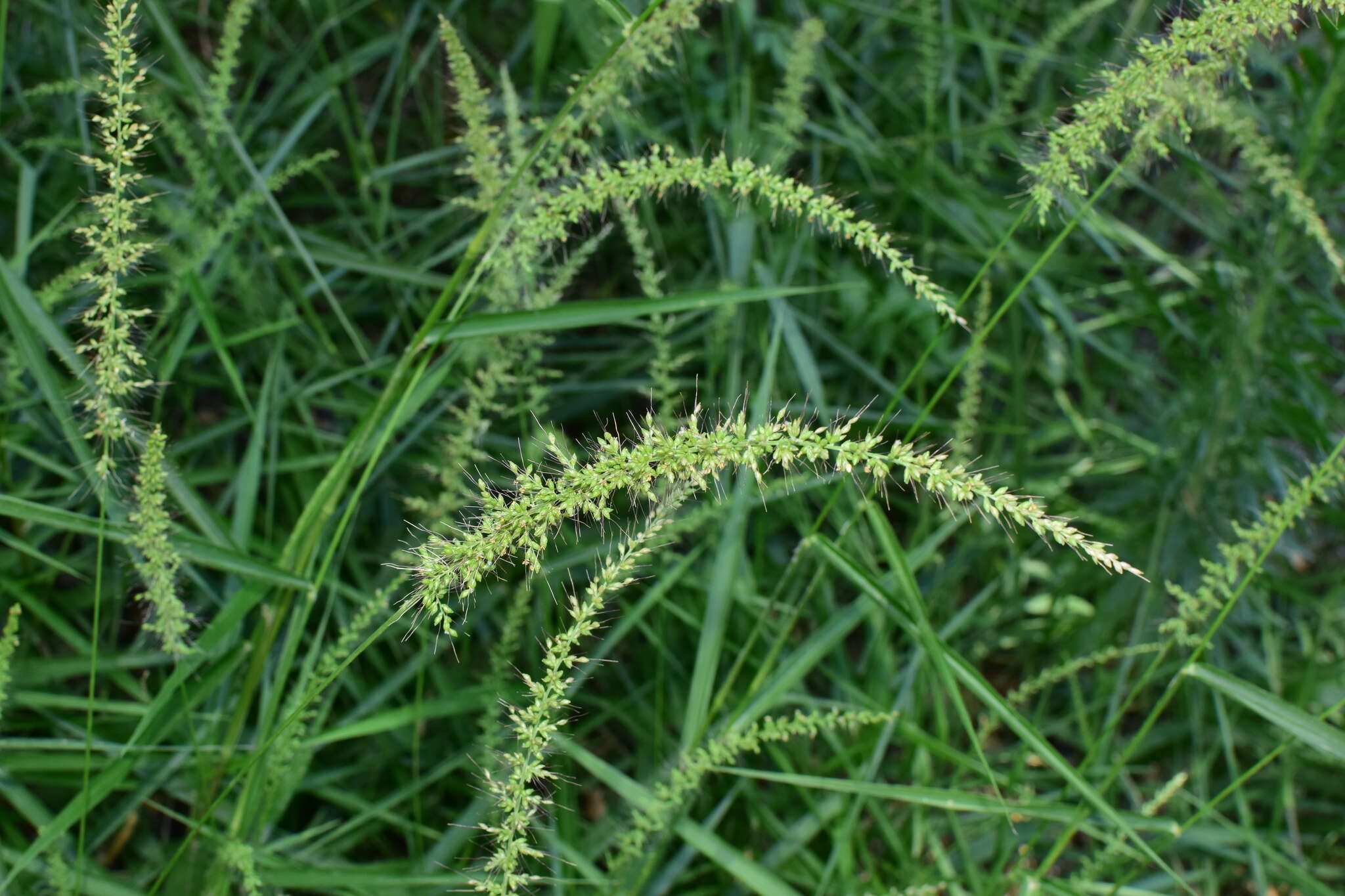 Image of Setaria chondrachne (Steud.) Honda