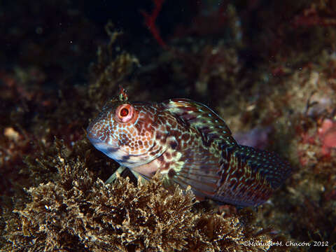 Image of Ringneck Blenny