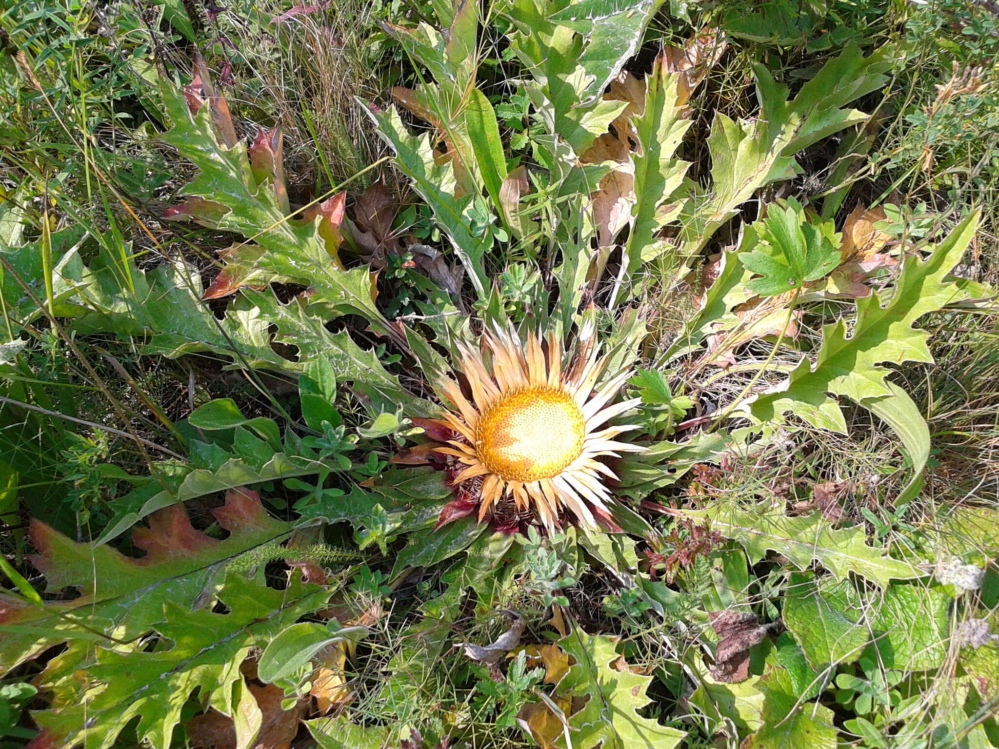 Image of Carlina acanthifolia subsp. utzka (Hacq.) H. Meusel & A. Kästner