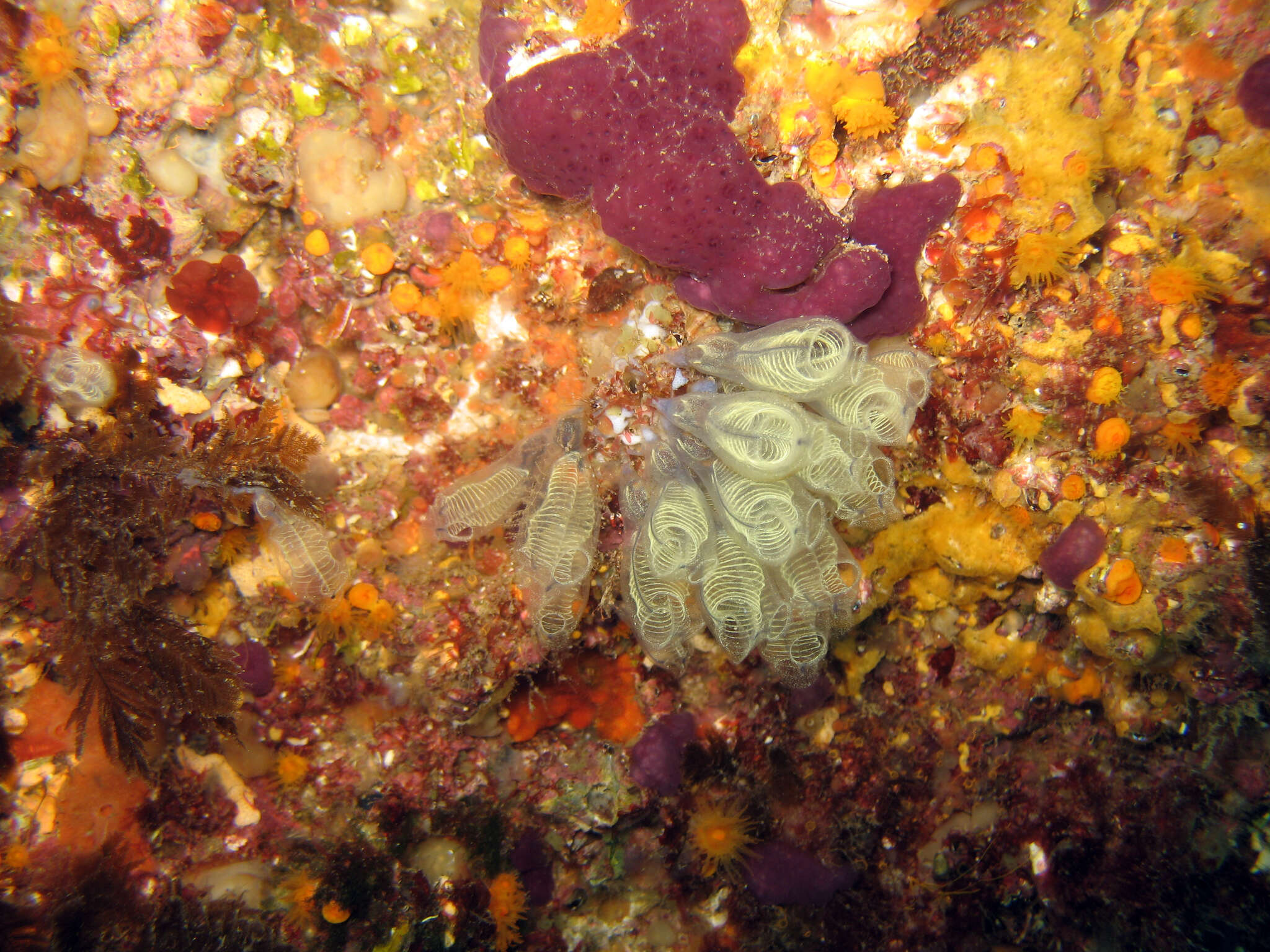 Image of bluestriped light bulb tunicate