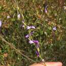 Image de Heliophila maraisiana Al-Shehbaz & Mummenhoff