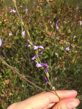 Image of Heliophila maraisiana Al-Shehbaz & Mummenhoff