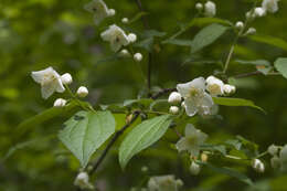 Image of Philadelphus tenuifolius Rupr. & Maxim.