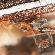 Image of Velvety Tree Ant