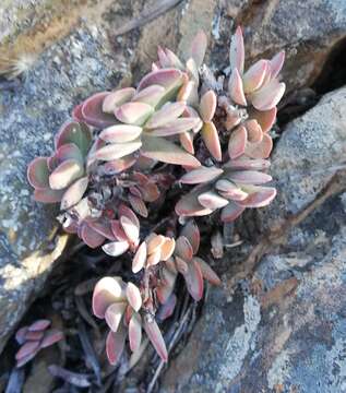 Image of Crassula atropurpurea var. muirii (Schönl.) G. D. Rowley