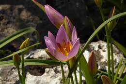 Image of Tulipa saxatilis Sieber ex Spreng.