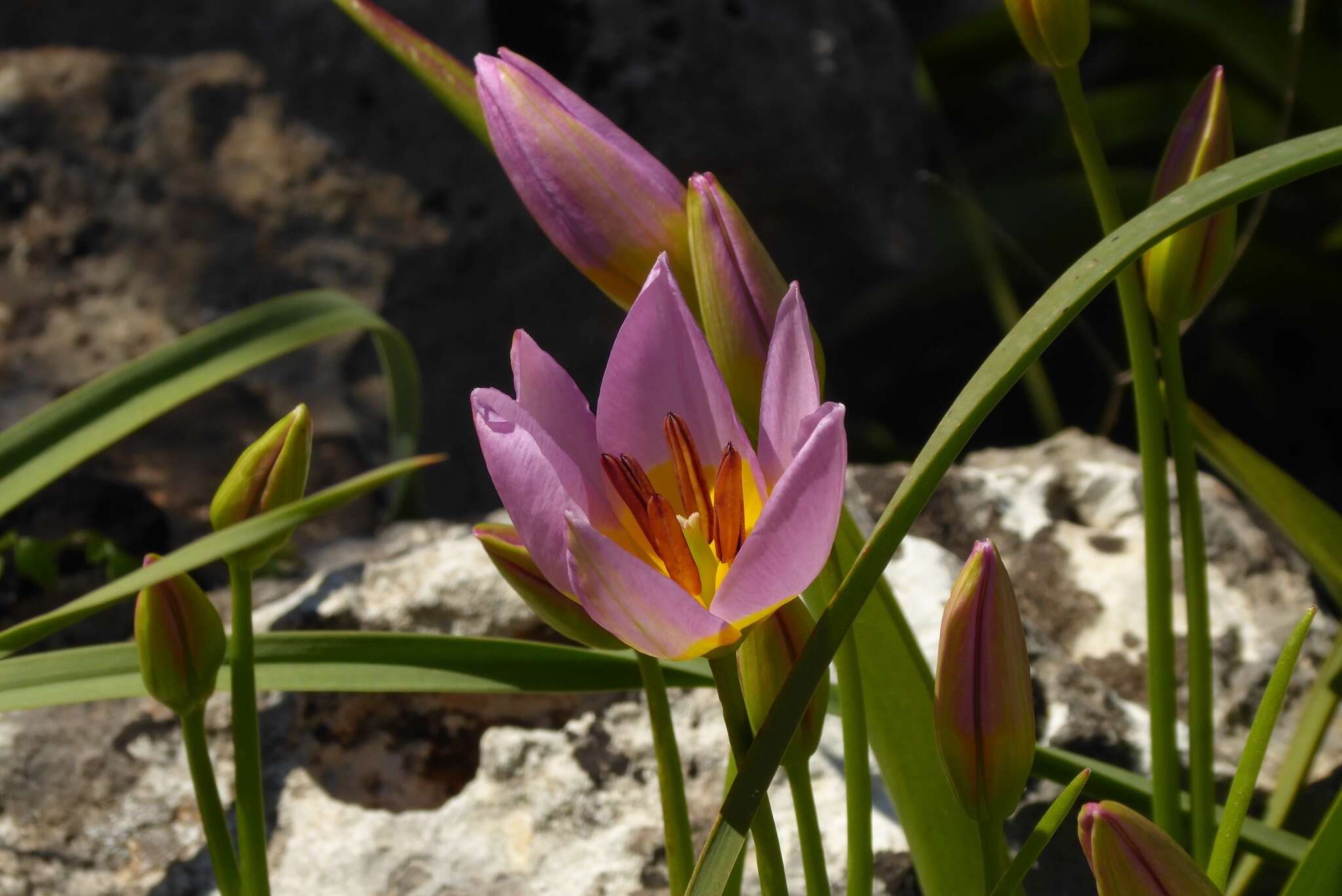 Image of Tulipa saxatilis Sieber ex Spreng.