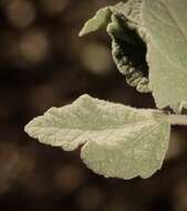 Image of Palmer's bushmallow