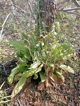 Nicotiana velutina Wheeler的圖片