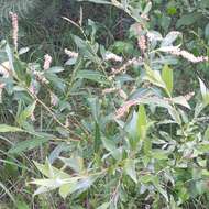 Imagem de Salix triandra L.