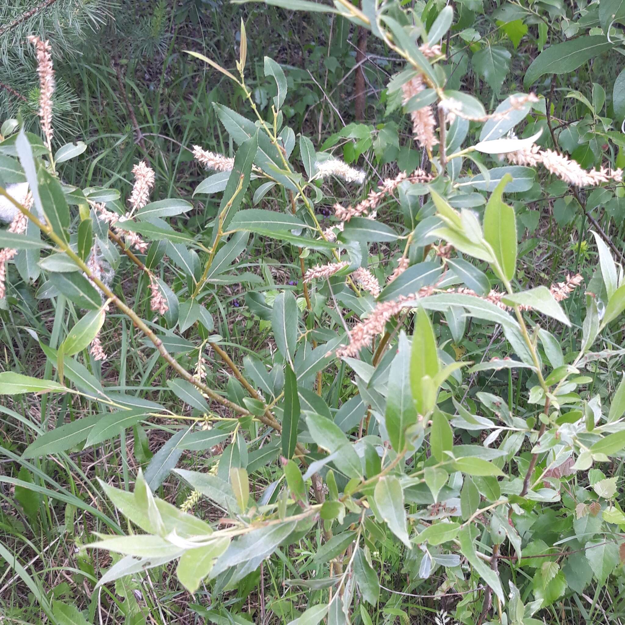 Image of Almond-leaved Willow