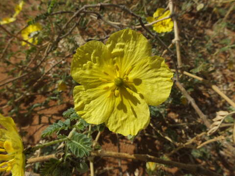 Image of Tribulus omanense H. Hosni