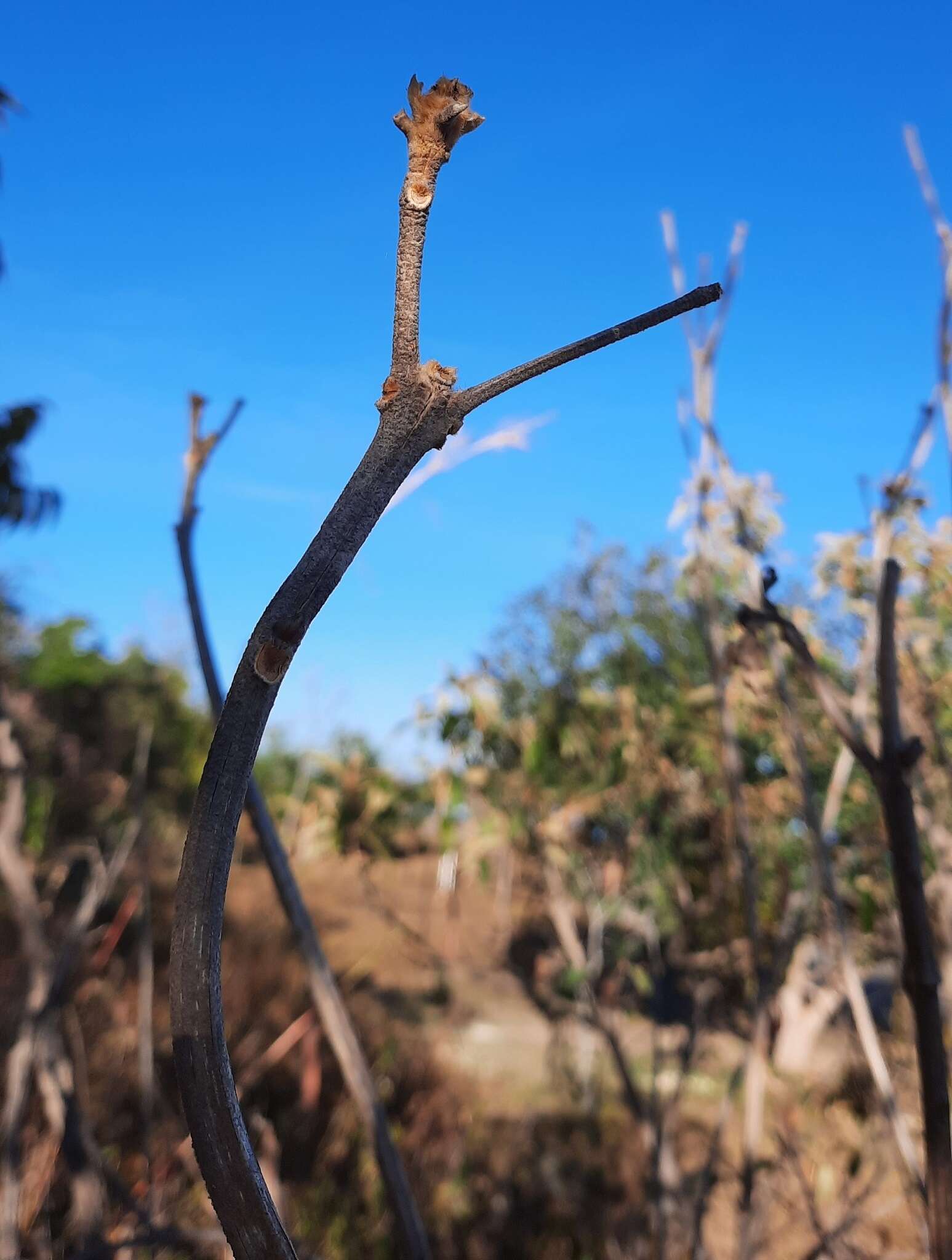 Image of Handroanthus coronatus (Proença & Farias) Farias