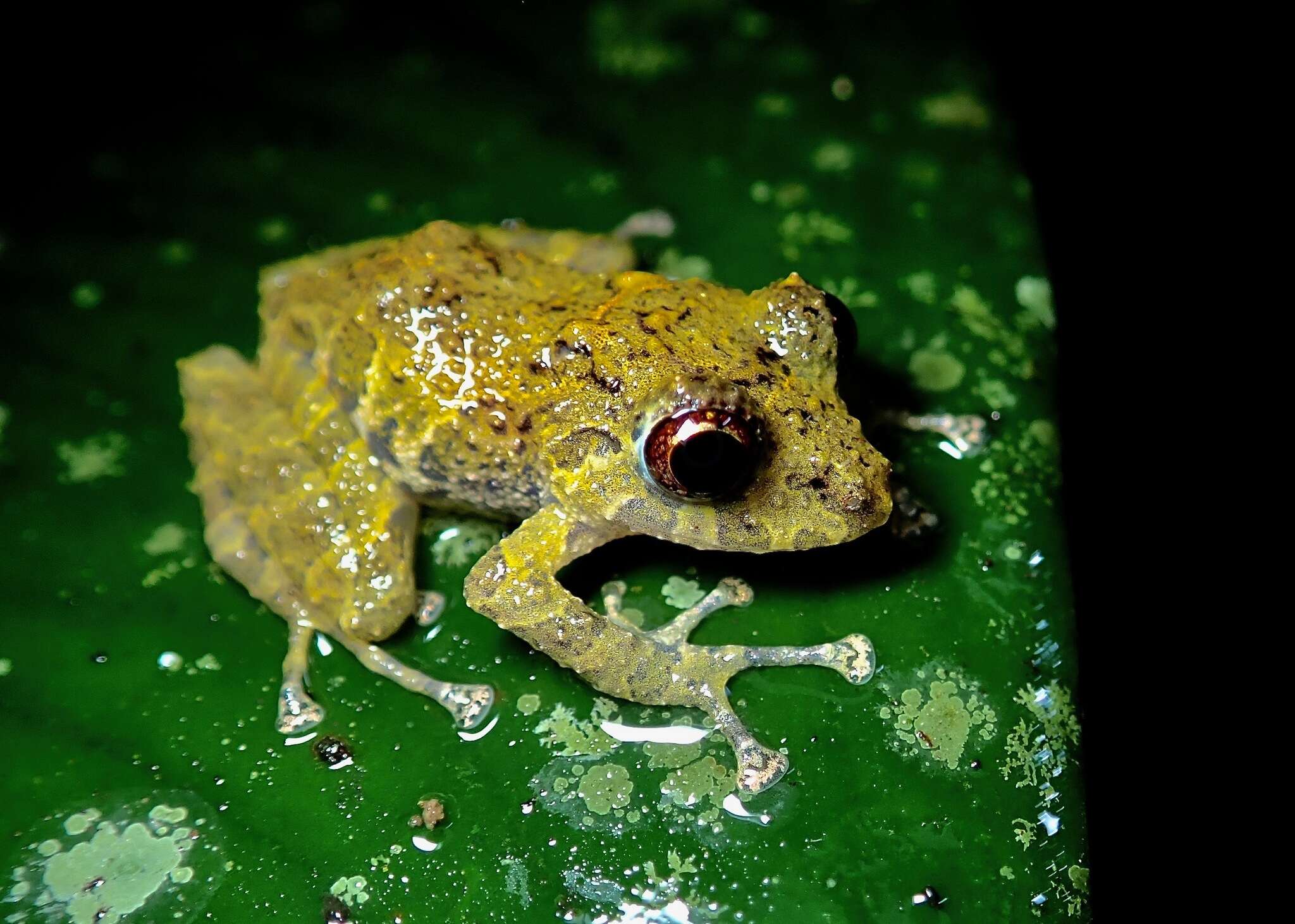 Image of Chiriqui Robber Frog