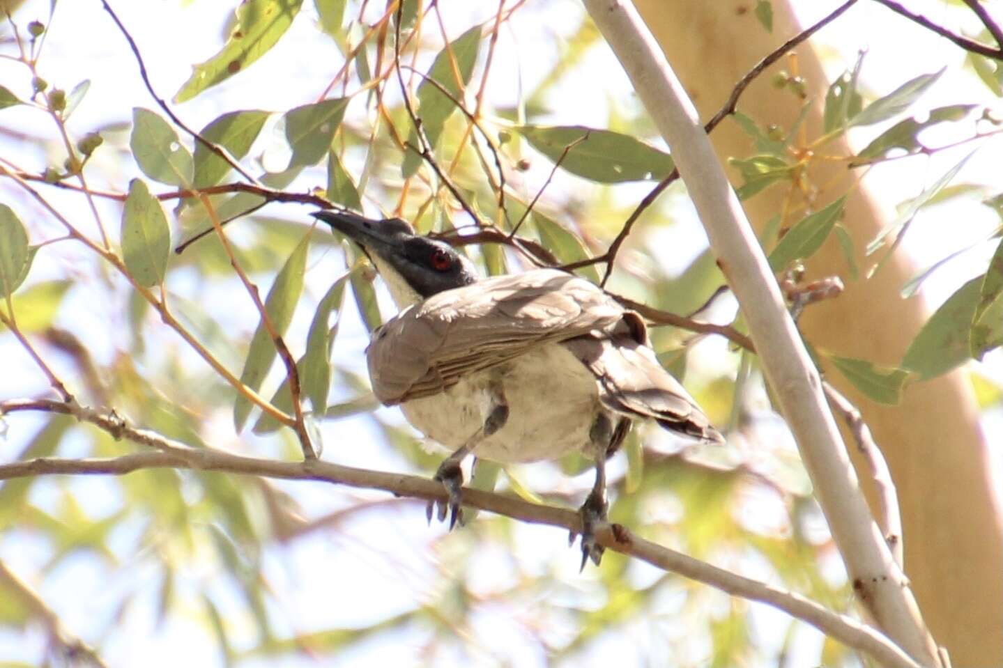 Image of Silver-crowned Friarbird