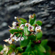 Image of Galium nankotaizanum Ohwi