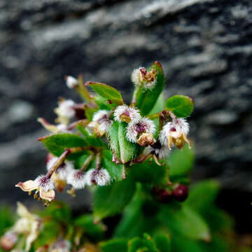 Image of Galium nankotaizanum Ohwi