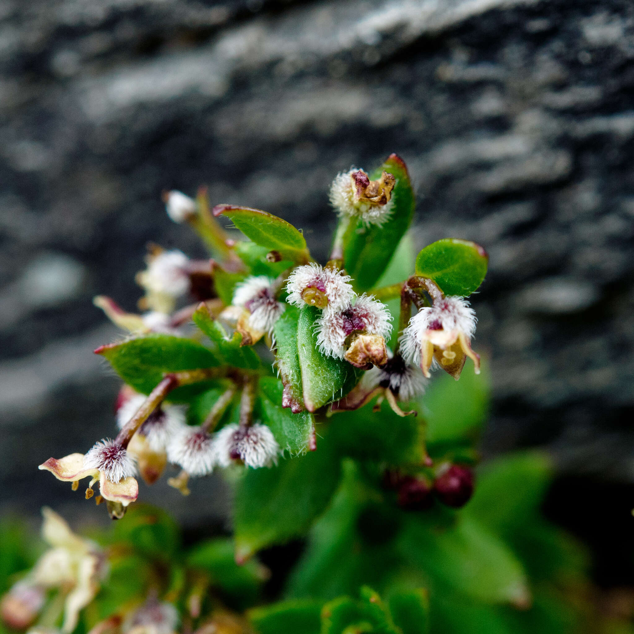 Plancia ëd Galium nankotaizanum Ohwi