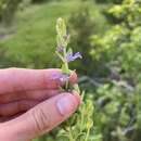 Image de Scutellaria parvula var. australis Fassett