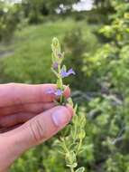 Image of small skullcap