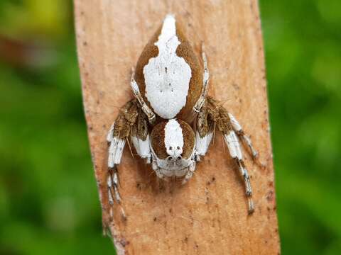 Image of Oxyopes flavipalpis (Lucas 1858)