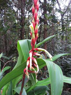 Image of Pitcairnia maidifolia (C. Morren) Decne. ex Planch.