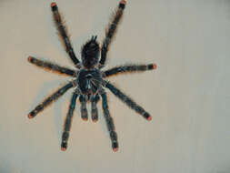 Image of Pinktoe tarantula