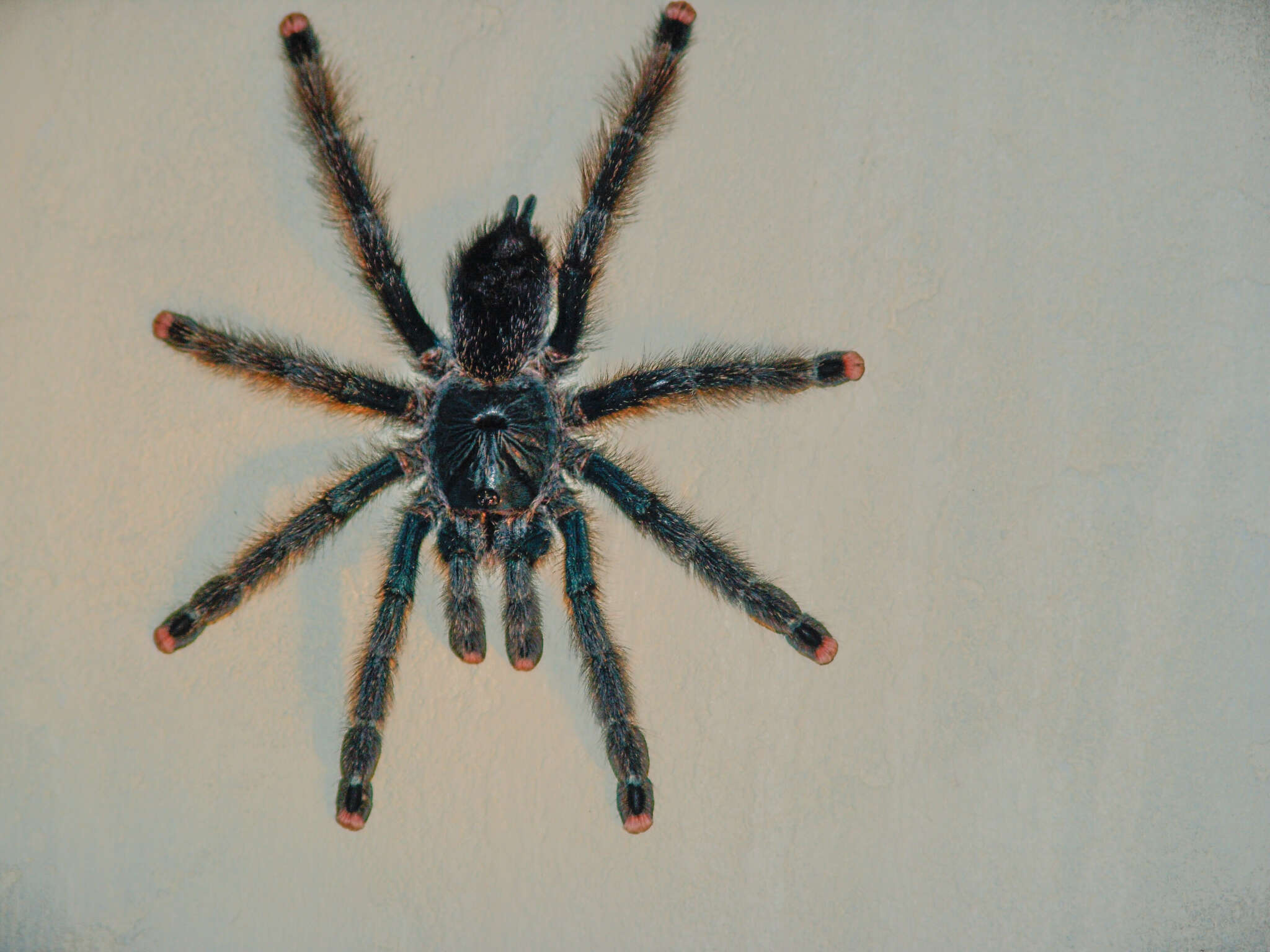 Image of Pinktoe tarantula