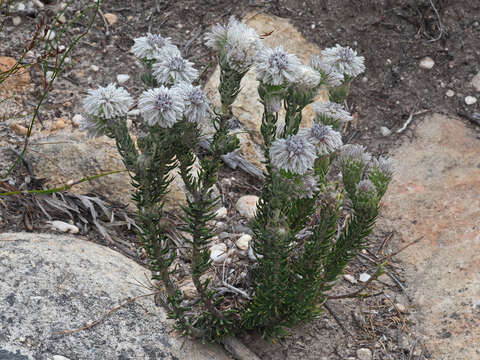 Imagem de Phylica leipoldtii Pillans