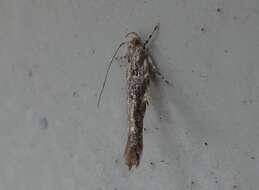 Image of cosmet moth