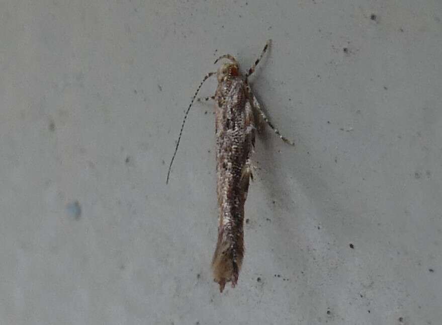 Image of cosmet moth