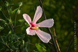 Hibiscus grandiflorus Michx.的圖片