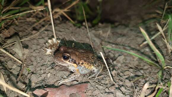 Image of Northern Banjo Frog