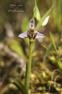 Image de Ophrys scolopax subsp. apiformis (Desf.) Maire & Weiller