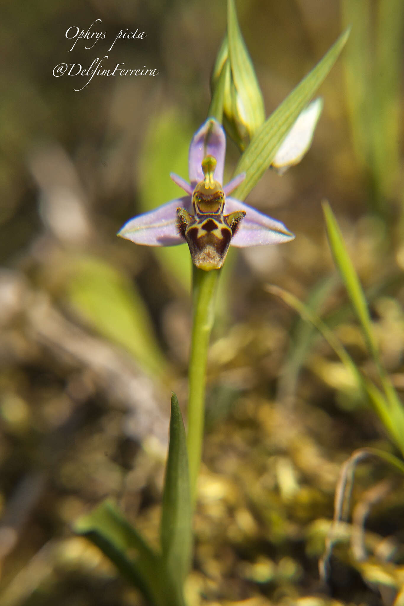 Image de Ophrys scolopax subsp. apiformis (Desf.) Maire & Weiller