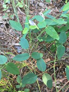 صورة Clitoria mariana L.