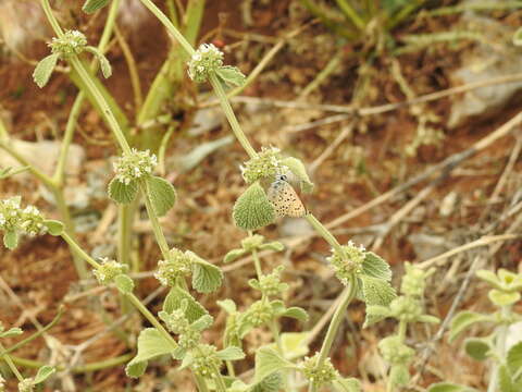 Image of <i>Lycaena ophion</i>