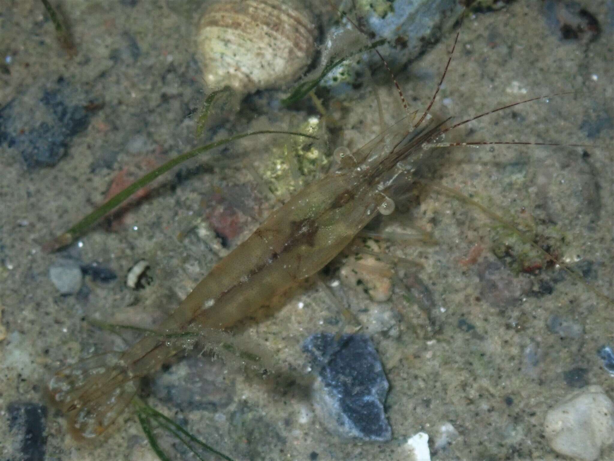 Image of Baltic prawn