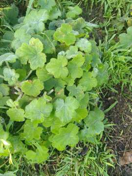 Imagem de Pelargonium tomentosum Jacq.